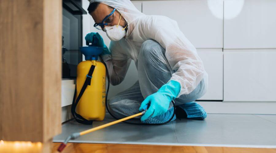 Professional mice removal services in North Mountain - North Mountain Mice Removal