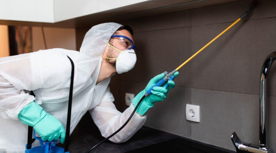 Why choose North Mountain Mice Removal for mice removal in North Mountain